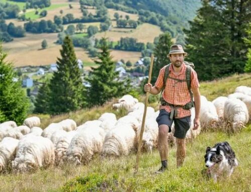 « Le pasteur donne sa vie pour ses brebis »