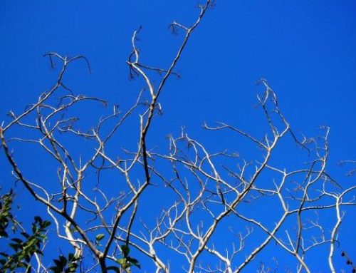 Témoignage d’un prêtre