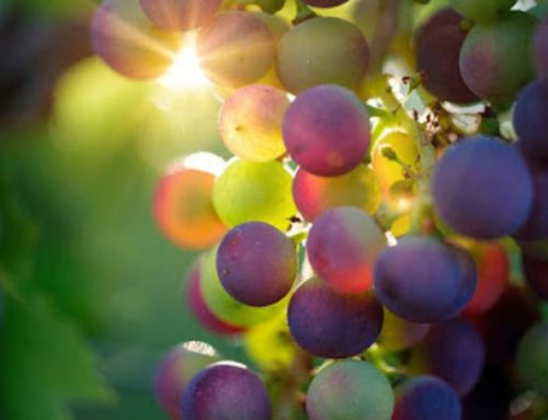 Le Christ est vivant ! Alléluia !