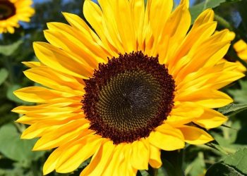 fleursaintfirmin fleursaintfirmin